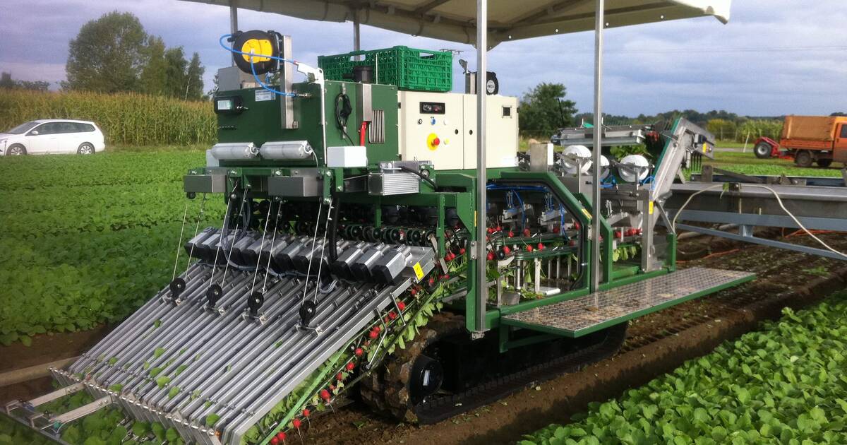 Koppert Machines | Radijsbosmachine buiten