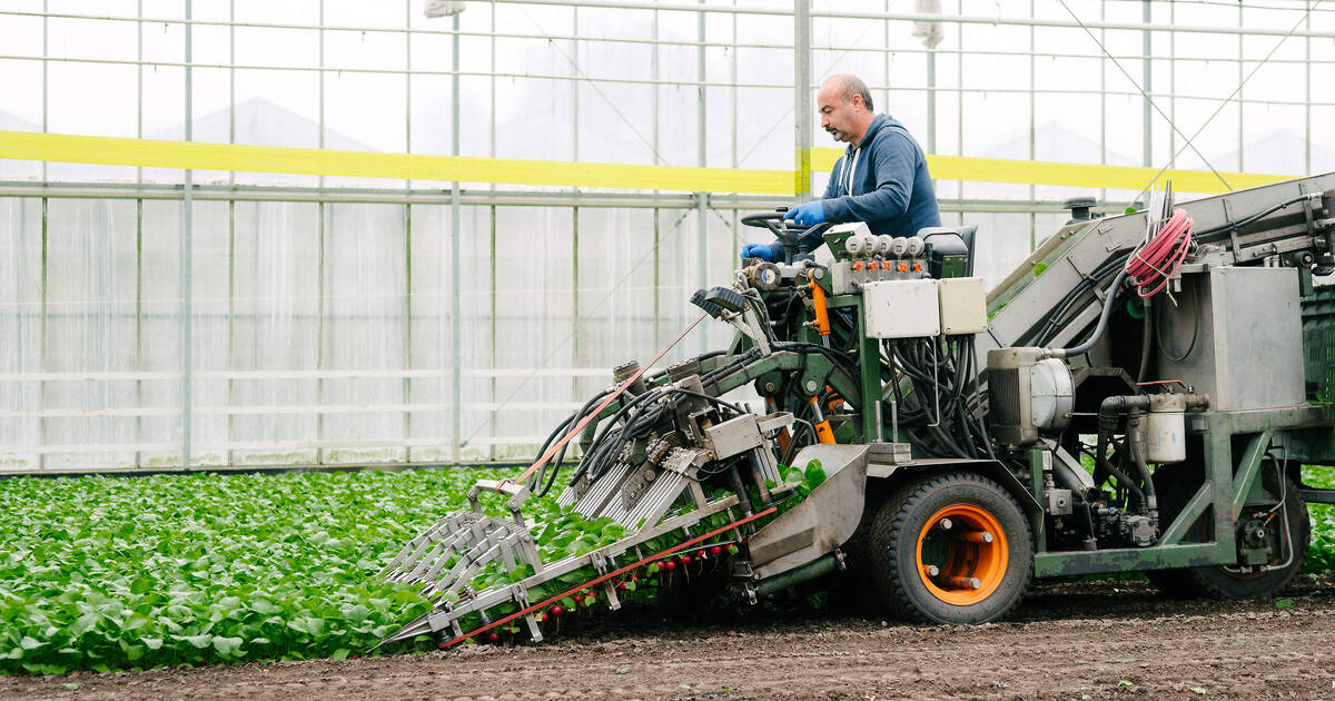 Koppert Machines | Radish harvester greenhouse cultivation
